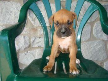 Puppies in PA